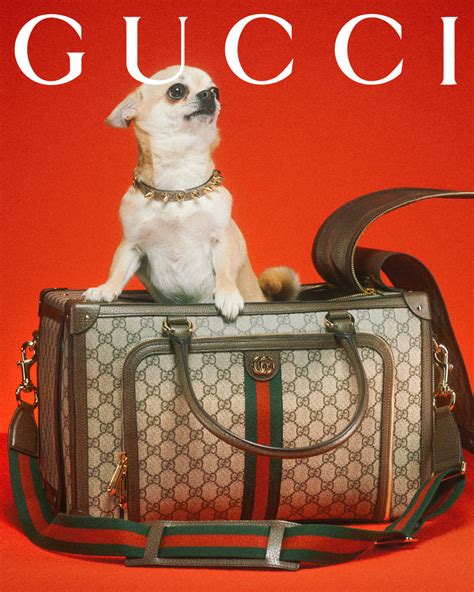 hoeveel kost een gucci pet|Designer Pet Collection .